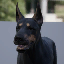Rex