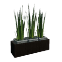 Potted plant