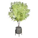 Potted plant