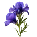 Morning glory