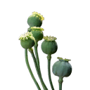 Poppy head (young)