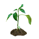 Sativa seedling