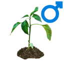 Male sativa seedling