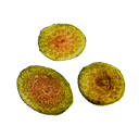 Shroom spore